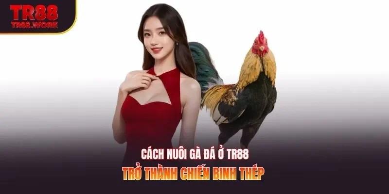 Cách nuôi gà đá