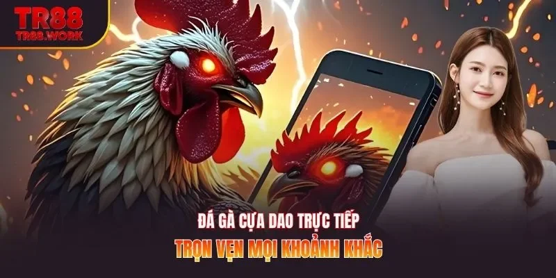 Đá gà cựa dao